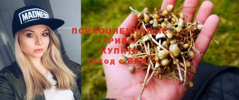 Галлюциногенные грибы Psilocybine cubensis  Бежецк 